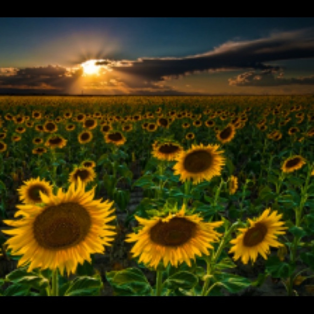 🌻Meet your Posher, Sophia